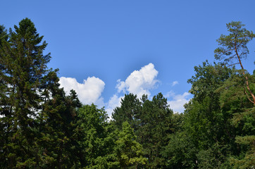 Fototapeta na wymiar Green conifer tree and blue sky with clouds