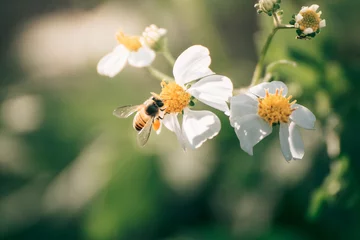 Bee with flowers © Yuttana