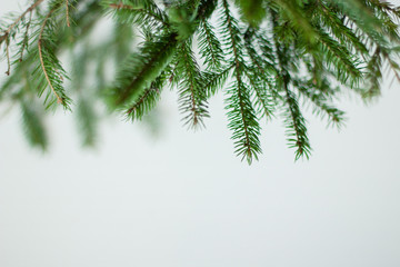 branches of spruce at the top on a white background
