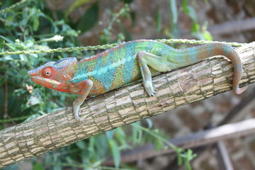 Chamäleon in Madagaskar