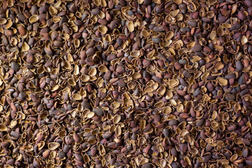 Broken pine nut shelters as background.