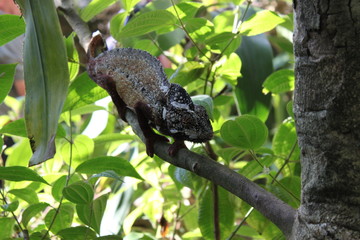 Chamäleon in Madagaskar