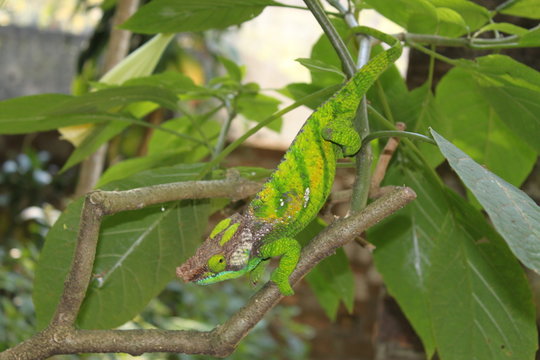Cham&auml;leon in Madagaskar