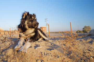 Fototapeta na wymiar stray dog in desert, Iran