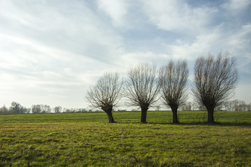 Fototapeta na wymiar Willow leafless on a green meadow