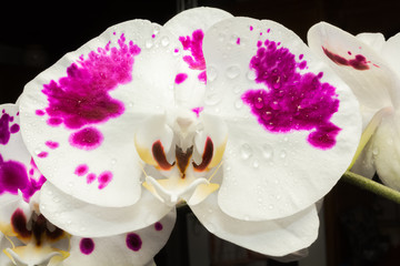 Fototapeta na wymiar orchidée blanche panachée 
