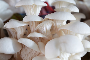 close up texture of white mushroom for food preparation.