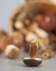 Grzyby, koszyk grzybów. Prawdziwki, borowiki. Jadalny grzyb. Zbieranie grzybów.