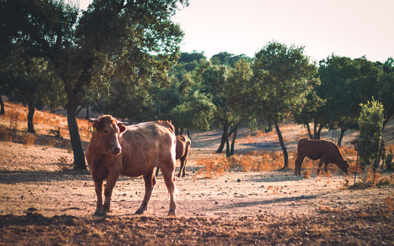 cow in the middle of the pasture