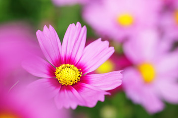 beautiful blooming cosmos flower background