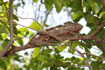 Chamäleon in Madagaskar