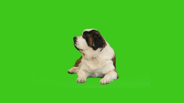 St. Bernard dog lies on green screen