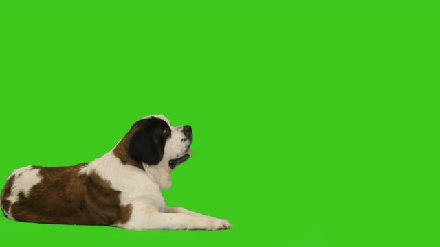St. Bernard lies on the green screen, side view