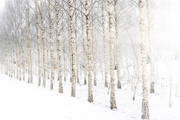 Birch forest winter background