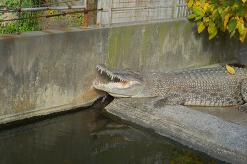 Crocodile in the hot spring in Beppu Japan.