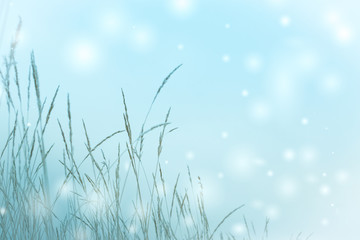 Straw with hoarfrost a cold winter day