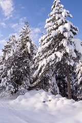Snow Trees