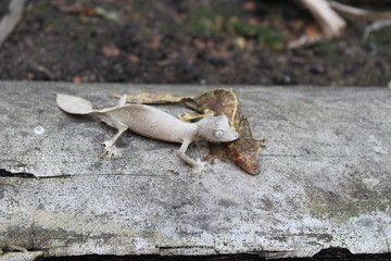 Blattschwanzgeckos bei der Paarung in Madagaskar