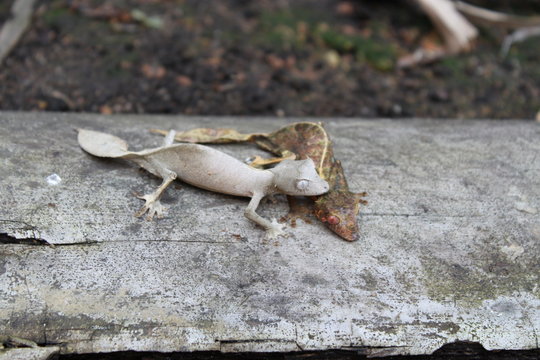 Blattschwanzgeckos bei der Paarung in Madagaskar