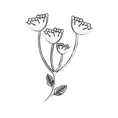 Beautiful Marigold flowers