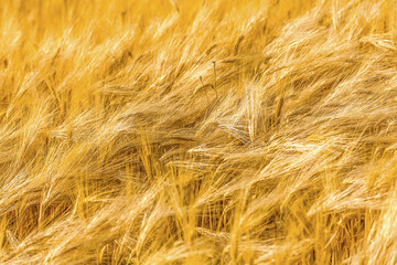 Golden wheat field. Ears of wheat close up.

