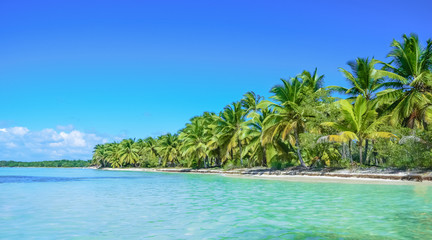 Fototapeta na wymiar Palm trees by the ocean