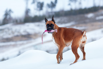 Portrait of dog against background of trees.