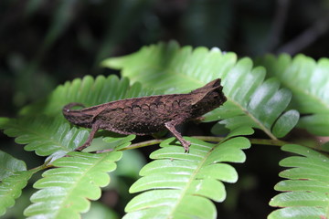 Stummelschwanzchamäleon in Madagaskar auf einem Blatt