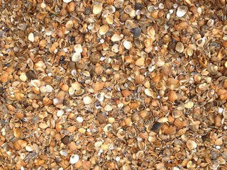 Seashell. Shore of the Caspian sea. (The Vast Russia! Sergey, Bryansk.)