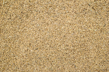 Wheat seeds close up for background. Top view.
