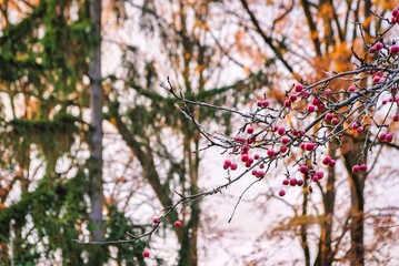 Trees in autumn with dutch sky