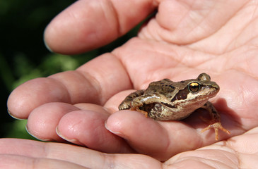 Little frog is sitting at the person on hands