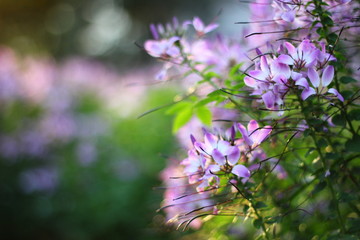 flower be side the walk way.