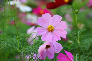 Obraz premium flower be side the walk way.