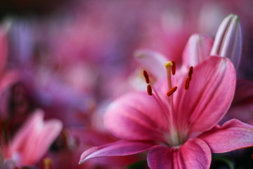 flower be side the walk way.