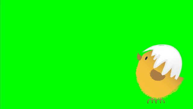 Animation of a jumping cute fluffy easter chicken with cracked egg shell on its had, animated hand drawn cartoon character, on chroma key green screen background.