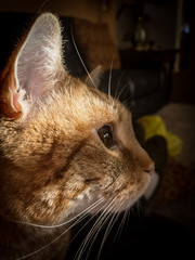 Feline staring in repose