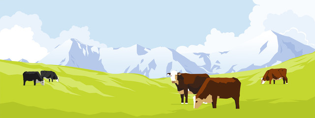 Cows in a meadow - 185253278