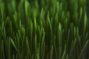 Fototapeta na wymiar fresh green grass background 