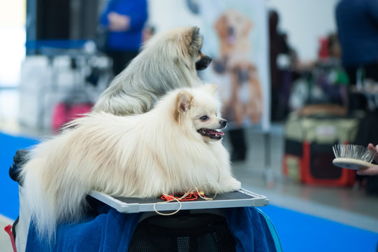 German Spitz At The Dog Show, Grooming On The Table