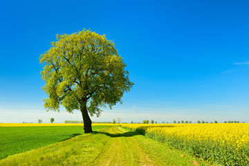 Old Linden Trees along Farm Track through Fields of Rapeseed and Wheat, Spring Landscape under Blue...