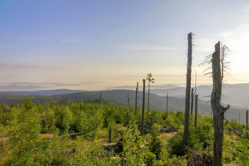 
Dead forest in Sumava National Park, Czech Republic. 