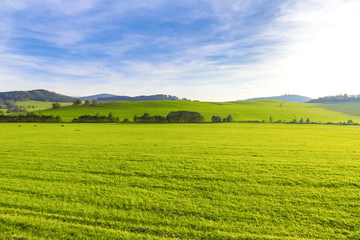 Fototapeta na wymiar Summer beautiful landscape,green field, Czech Republic