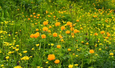 Wildflowers on the summer field.