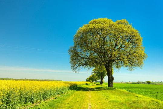 Kulturlandschaft im Fr&uuml;hling, Raps- und Getreidefelder, Feldweg, alte Lindenb&auml;ume