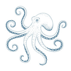 Hand drawn octopus. Vector illustration.