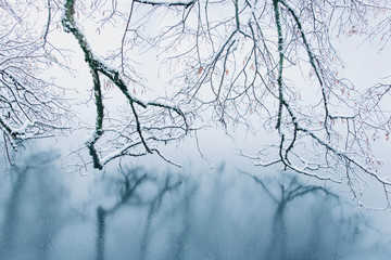 Frozen lake in snowy forest.