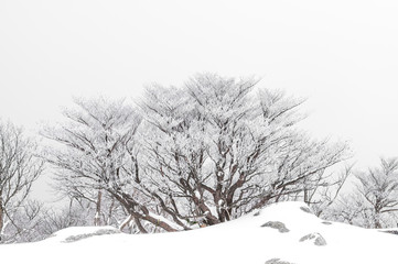 Dry Sakura tree with snow on the mountain.winter season