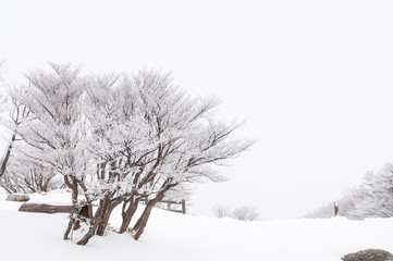 Fototapeta na wymiar Dry Sakura tree with snow on the mountain.winter season