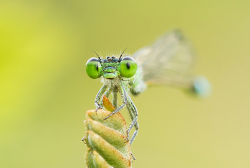 Damselfly's Smiling portrait in early morning in nature during sunrise time in golden light. 
